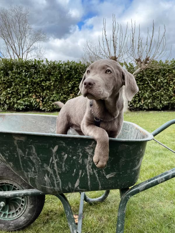 Happy pet receiving care