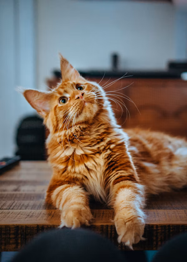 Happy healthy pets