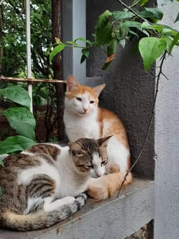 Beautiful cat representing our cat-loving team member