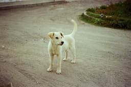 Happy local indie dog representing our dog-loving team member
