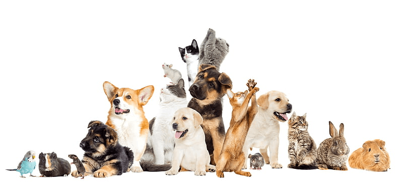 Pet Parents sharing and connecting online